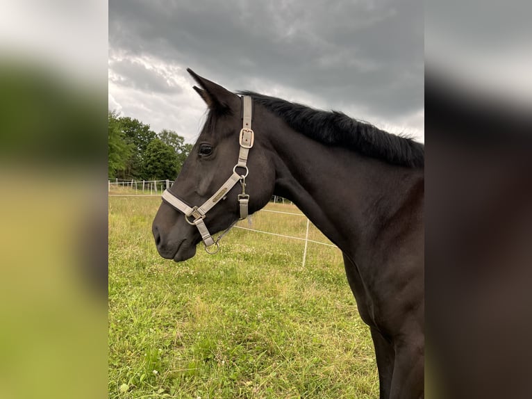 Hannoveraner Stute 3 Jahre 161 cm Rappe in L&#xFC;chow