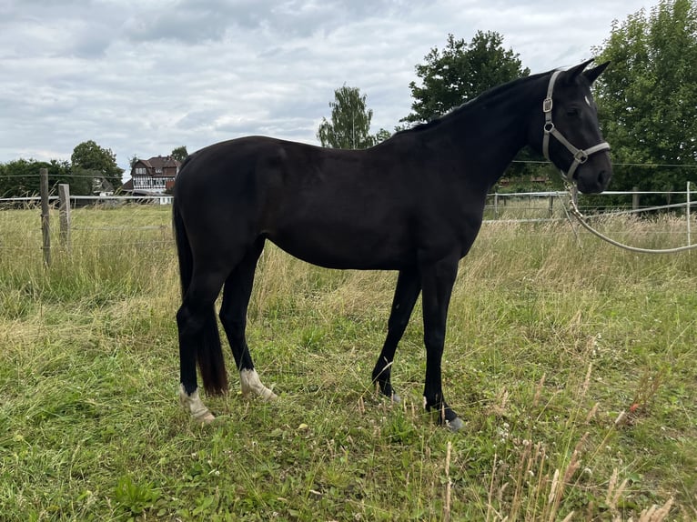 Hannoveraner Stute 3 Jahre 161 cm Rappe in L&#xFC;chow