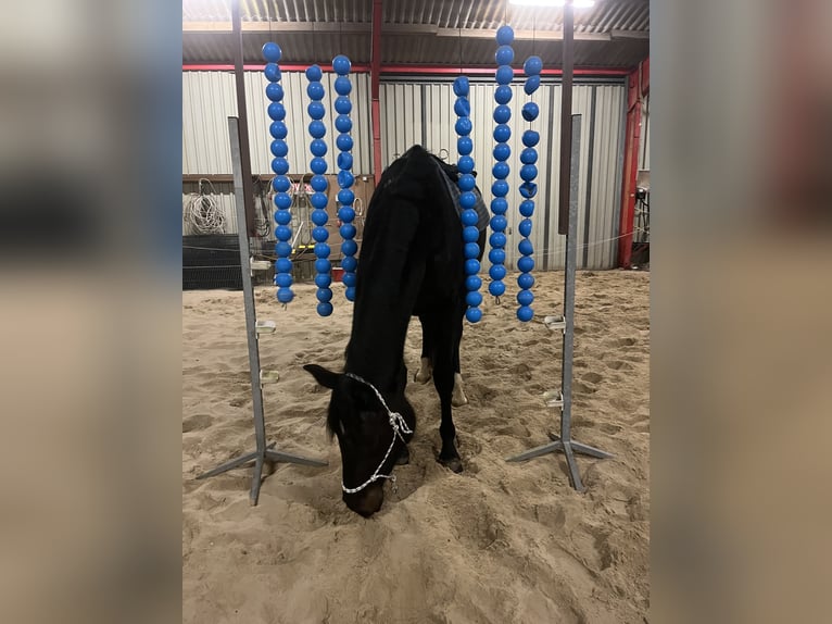 Hannoveraner Stute 3 Jahre 161 cm Rappe in L&#xFC;chow