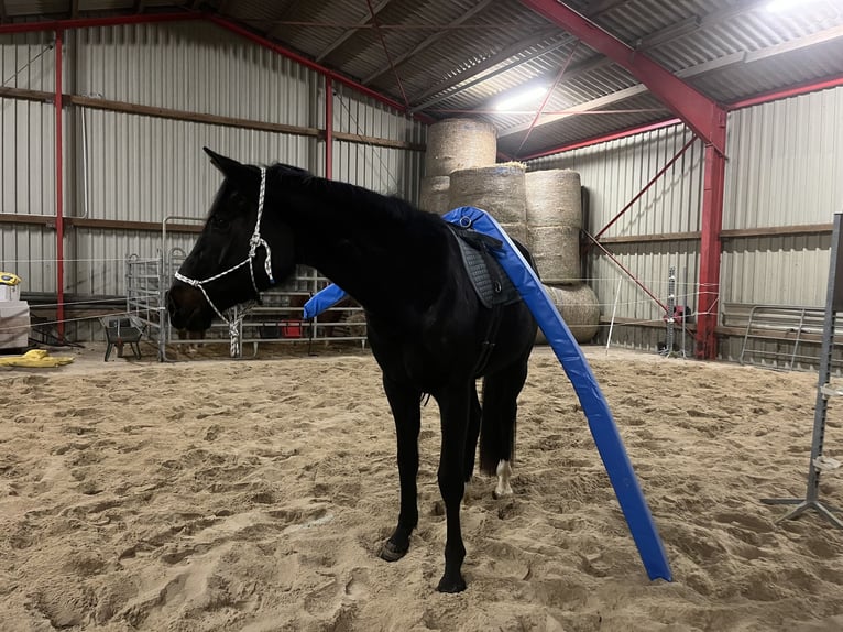 Hannoveraner Stute 3 Jahre 161 cm Rappe in L&#xFC;chow