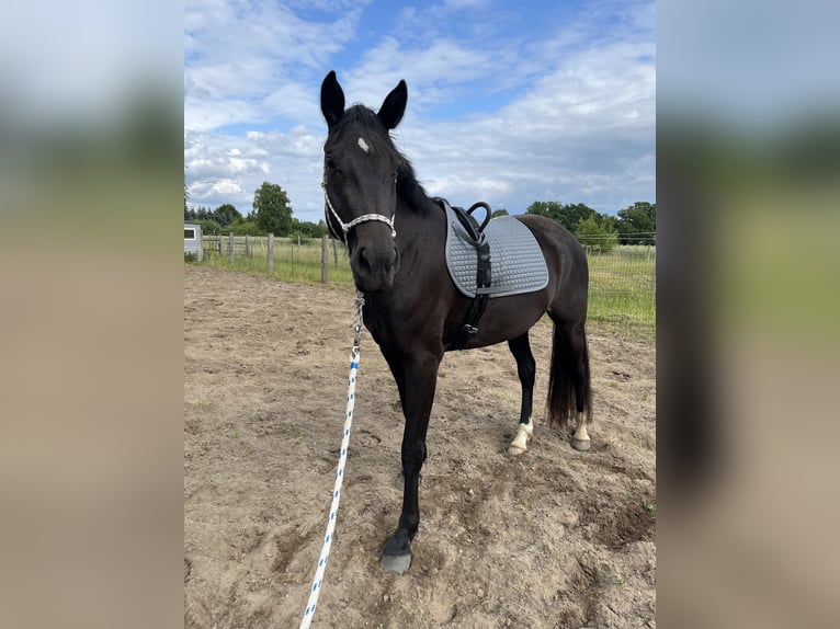 Hannoveraner Stute 3 Jahre 161 cm Rappe in L&#xFC;chow