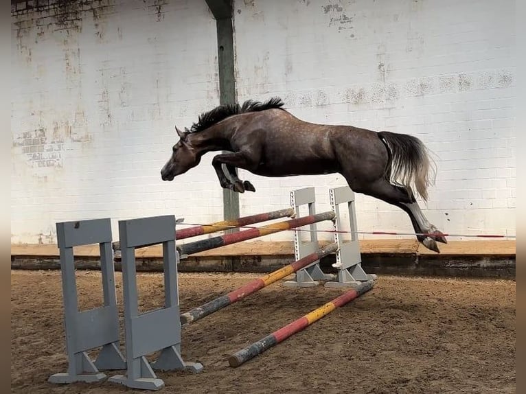 Hannoveraner Stute 3 Jahre 161 cm Schimmel in Buxtehude