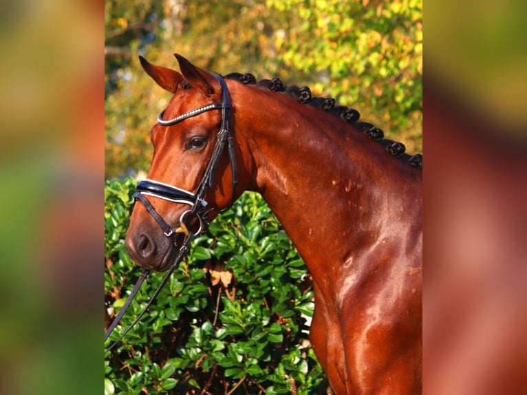 Hannoveraner Stute 3 Jahre 162 cm Brauner in Selsingen