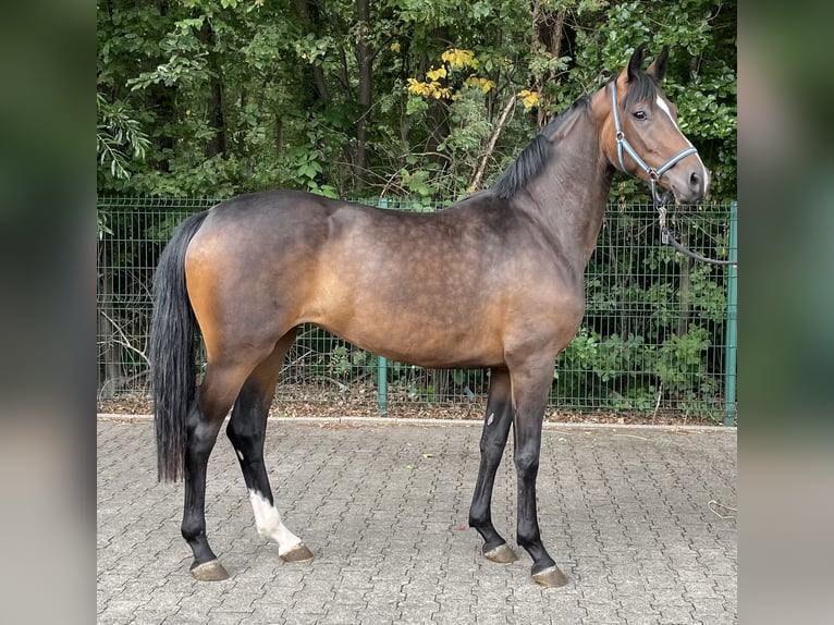 Hannoveraner Stute 3 Jahre 162 cm Brauner in Verl