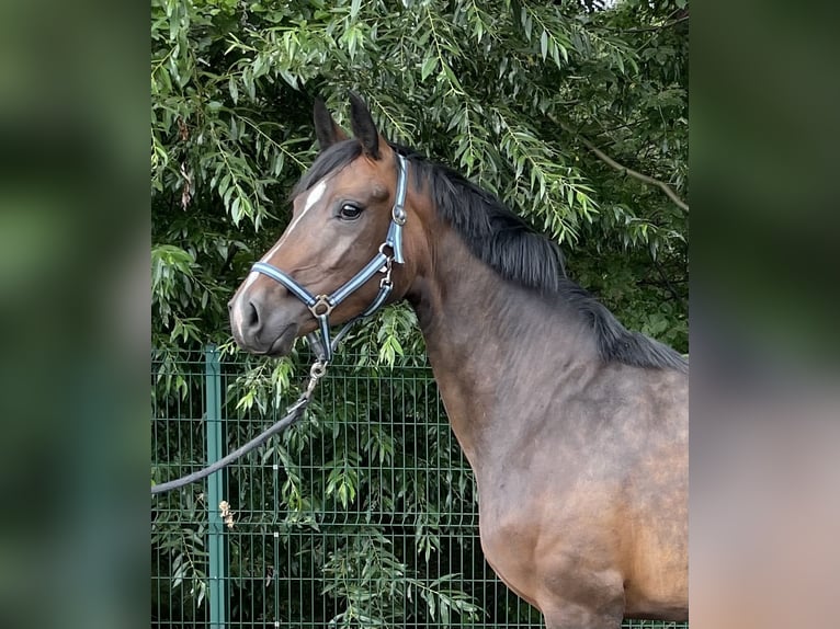 Hannoveraner Stute 3 Jahre 162 cm Brauner in Verl
