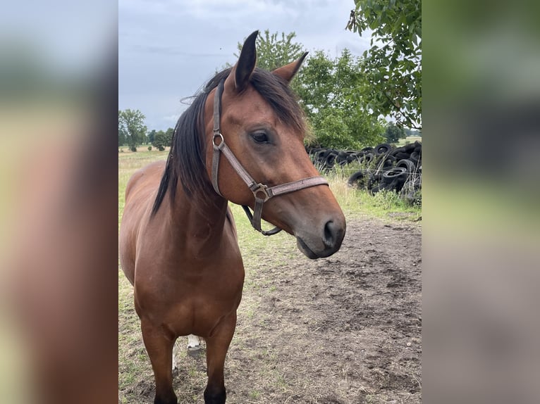 Hannoveraner Stute 3 Jahre 162 cm Brauner in Uetze