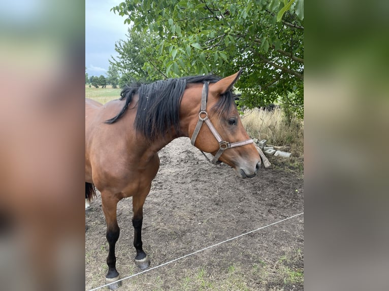 Hannoveraner Stute 3 Jahre 162 cm Brauner in Uetze