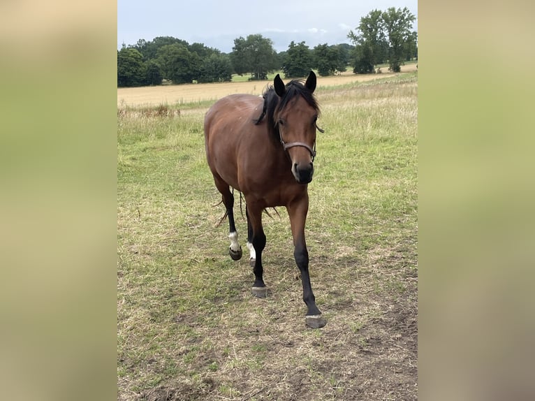 Hannoveraner Stute 3 Jahre 162 cm Brauner in Uetze