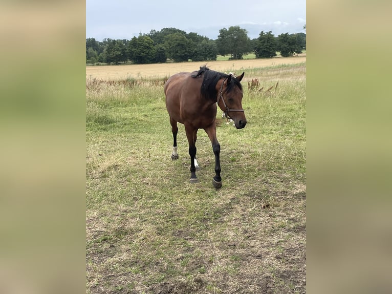 Hannoveraner Stute 3 Jahre 162 cm Brauner in Uetze