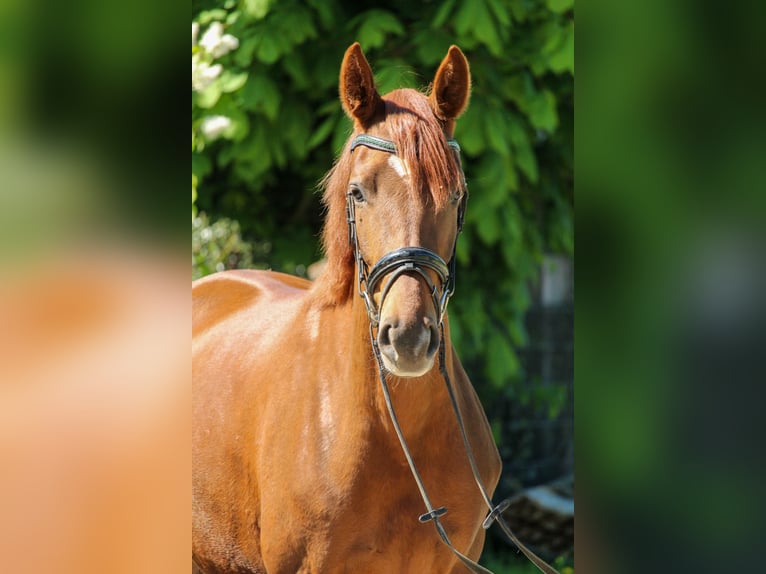 Hannoveraner Stute 3 Jahre 162 cm Dunkelfuchs in Hilden