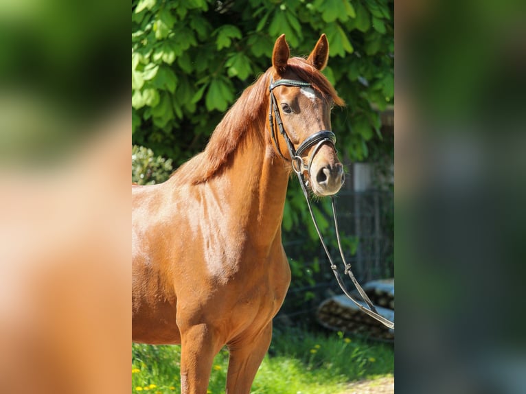 Hannoveraner Stute 3 Jahre 162 cm Dunkelfuchs in Hilden