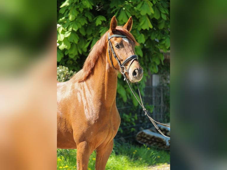 Hannoveraner Stute 3 Jahre 162 cm Dunkelfuchs in Hilden