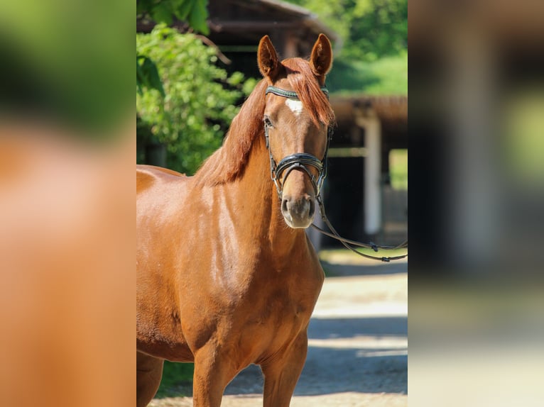 Hannoveraner Stute 3 Jahre 162 cm Dunkelfuchs in Hilden