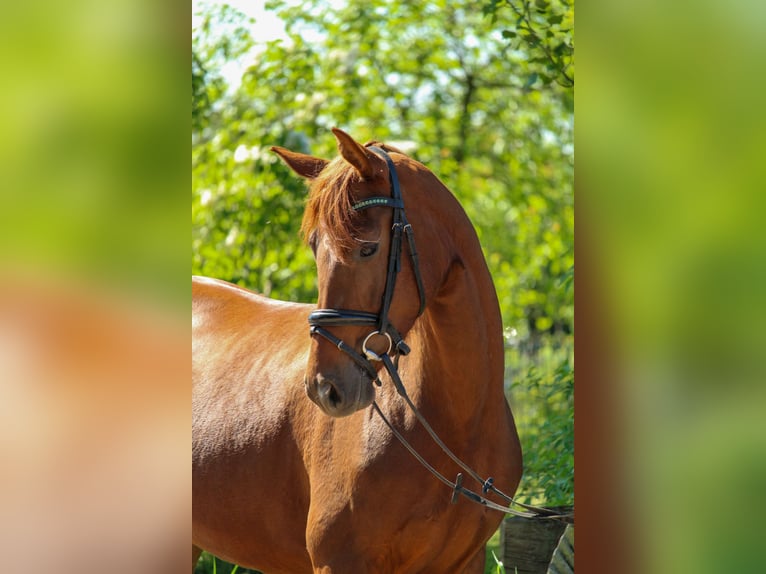 Hannoveraner Stute 3 Jahre 162 cm Dunkelfuchs in Hilden