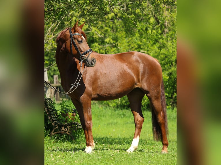 Hannoveraner Stute 3 Jahre 162 cm Dunkelfuchs in Hilden