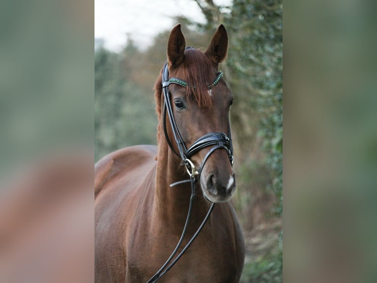 Hannoveraner Stute 3 Jahre 162 cm Dunkelfuchs in Hilden