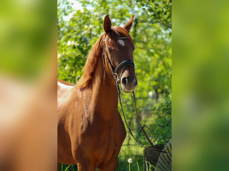 Hannoveraner Stute 3 Jahre 162 cm Dunkelfuchs in Hilden