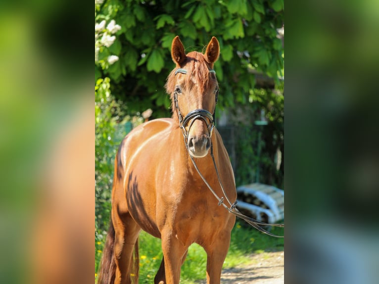 Hannoveraner Stute 3 Jahre 162 cm Dunkelfuchs in Hilden