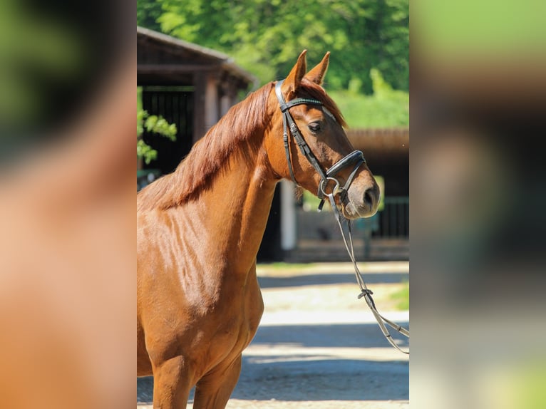 Hannoveraner Stute 3 Jahre 162 cm Dunkelfuchs in Hilden