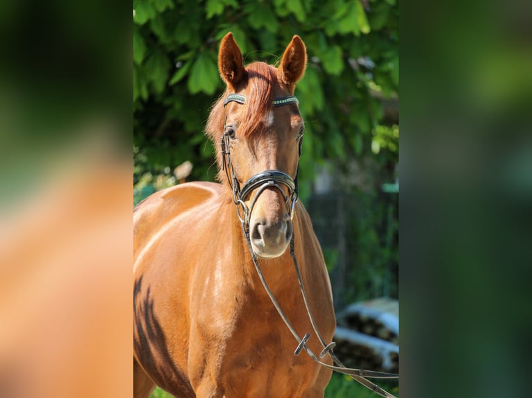 Hannoveraner Stute 3 Jahre 162 cm Dunkelfuchs in Hilden