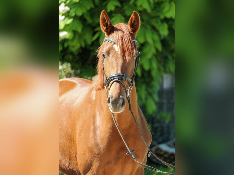 Hannoveraner Stute 3 Jahre 162 cm Dunkelfuchs in Hilden