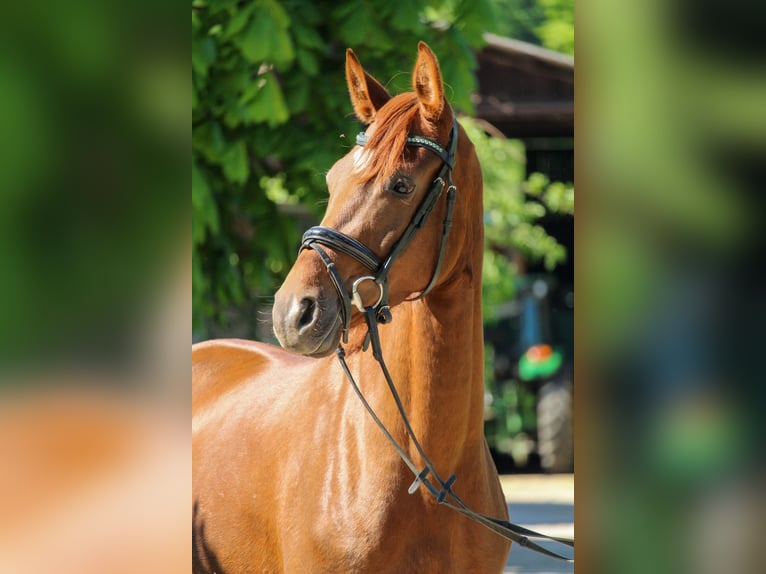 Hannoveraner Stute 3 Jahre 162 cm Dunkelfuchs in Hilden