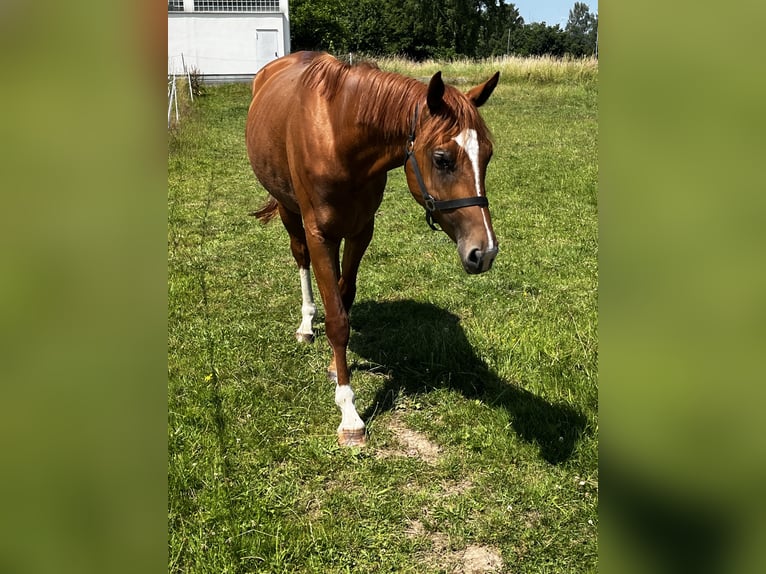Hannoveraner Stute 3 Jahre 162 cm Fuchs in Schwalmstadt