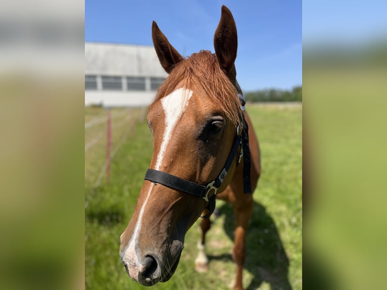 Hannoveraner Stute 3 Jahre 162 cm Fuchs in Schwalmstadt