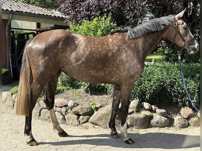 Hannoveraner Stute 3 Jahre 162 cm Schimmel in Buxtehude