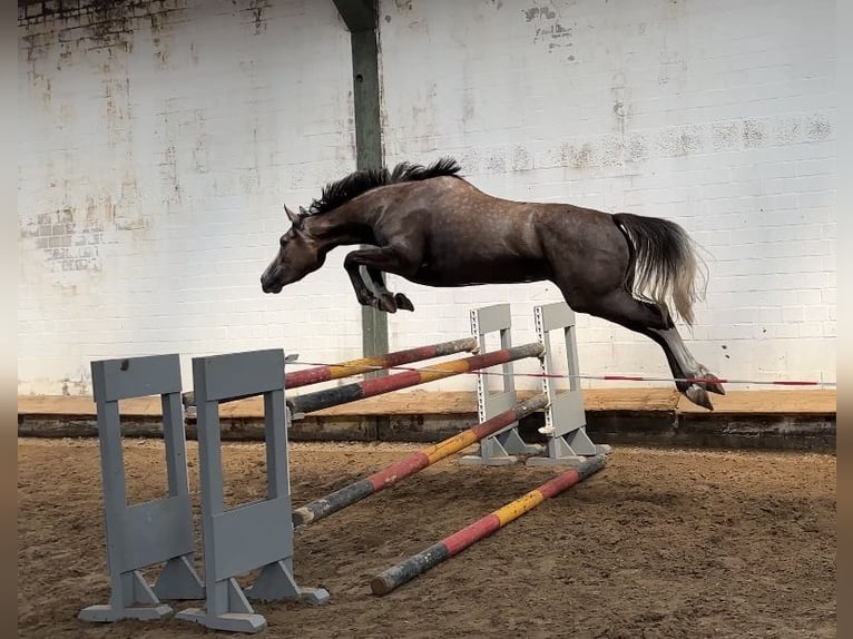Hannoveraner Stute 3 Jahre 162 cm Schimmel in Buxtehude