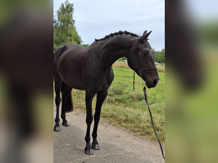 Hannoveraner Mix Stute 3 Jahre 162 cm Schwarzbrauner in Schneverdingen