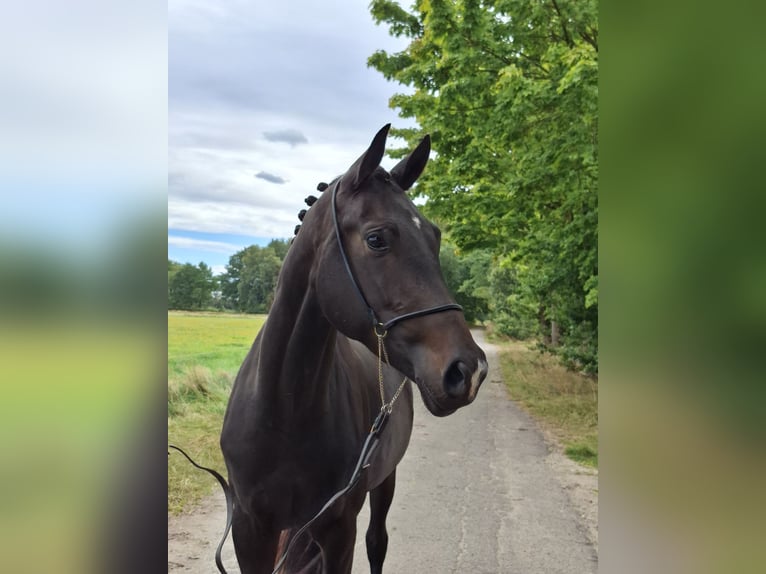 Hannoveraner Mix Stute 3 Jahre 162 cm Schwarzbrauner in Schneverdingen