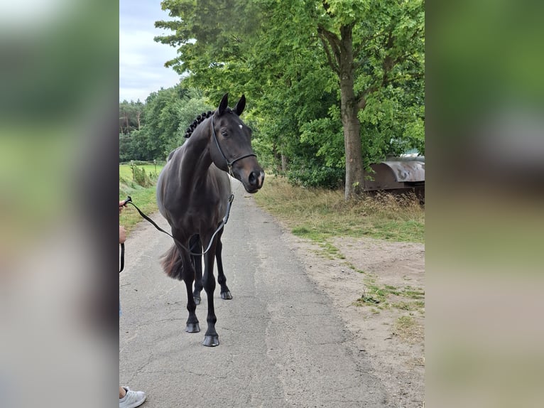 Hannoveraner Mix Stute 3 Jahre 162 cm Schwarzbrauner in Schneverdingen