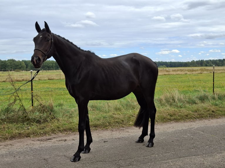 Hannoveraner Mix Stute 3 Jahre 162 cm Schwarzbrauner in Schneverdingen