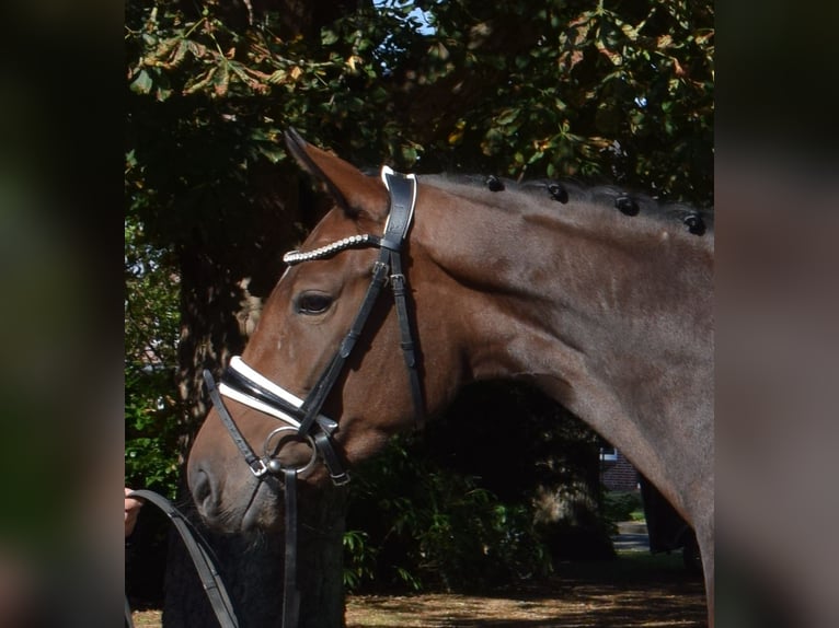 Hannoveraner Stute 3 Jahre 163 cm Brauner in Fredenbeck