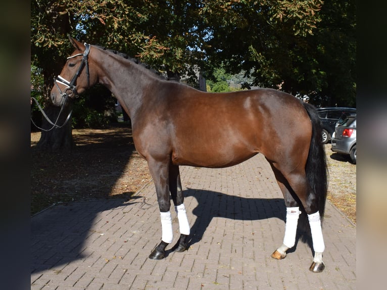 Hannoveraner Stute 3 Jahre 163 cm Brauner in Fredenbeck