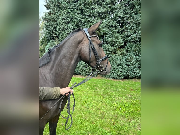 Hannoveraner Stute 3 Jahre 163 cm Dunkelbrauner in Erkelenz