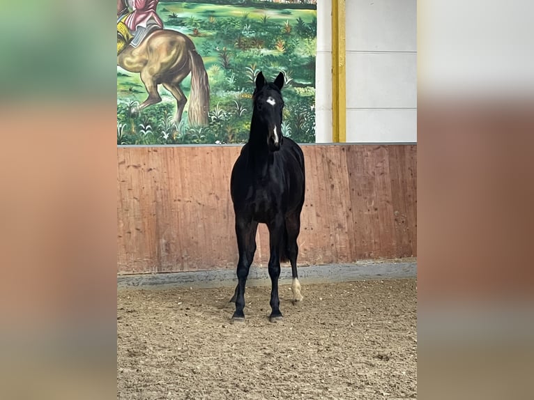 Hannoveraner Stute 3 Jahre 163 cm Dunkelbrauner in Rees