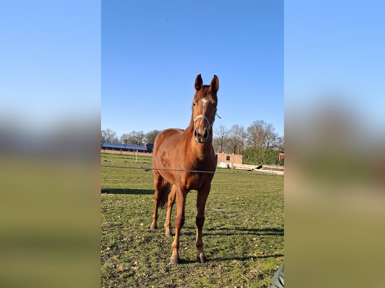 Hannoveraner Stute 3 Jahre 163 cm Fuchs in Schapen