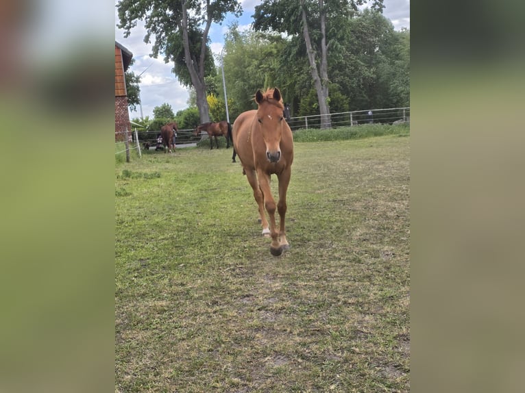 Hannoveraner Stute 3 Jahre 163 cm Fuchs in Velpke