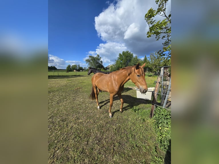 Hannoveraner Stute 3 Jahre 163 cm Fuchs in Velpke
