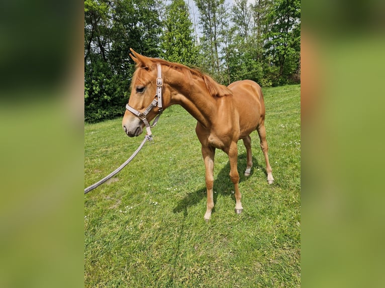 Hannoveraner Stute 3 Jahre 163 cm Fuchs in Velpke
