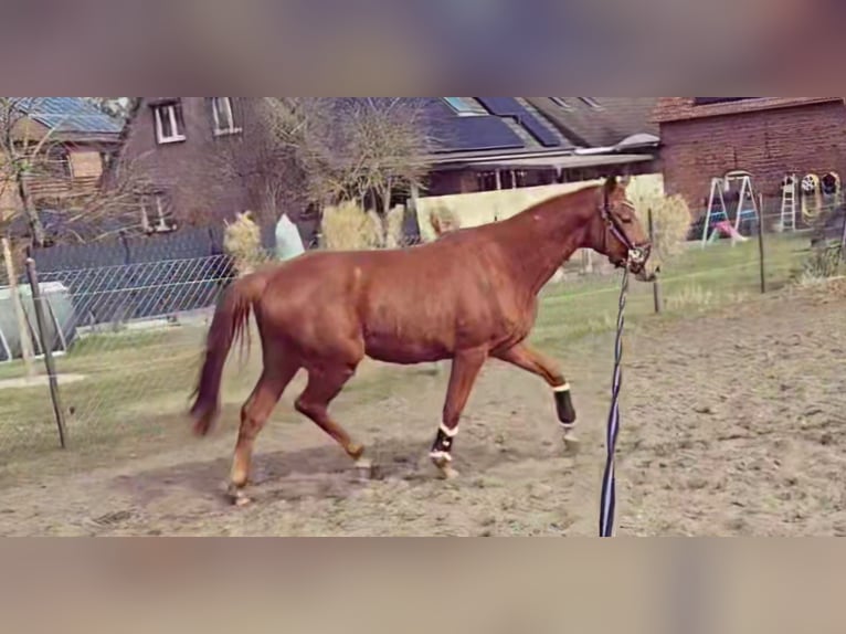 Hannoveraner Stute 3 Jahre 163 cm Fuchs in Velpke