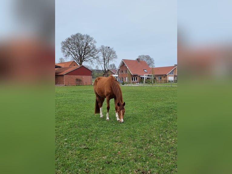 Hannoveraner Stute 3 Jahre 163 cm Fuchs in Tecklenburg