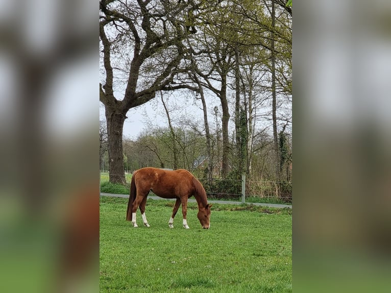 Hannoveraner Stute 3 Jahre 163 cm Fuchs in Tecklenburg
