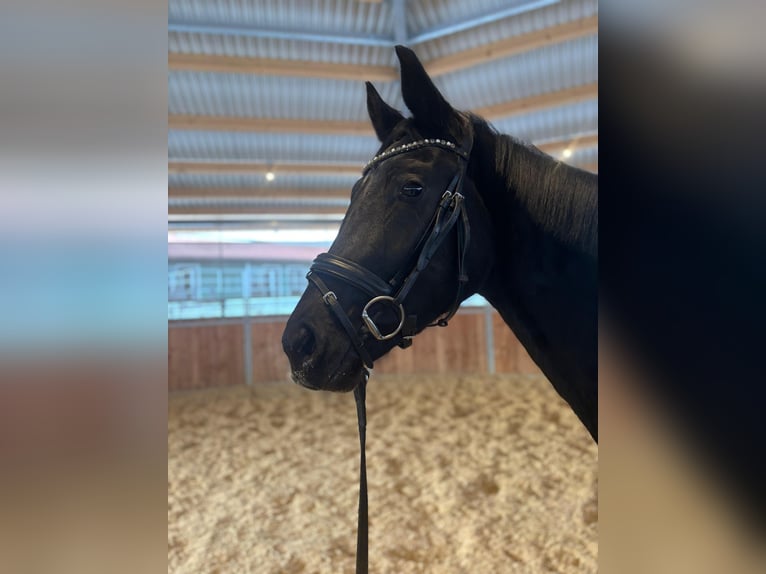 Hannoveraner Stute 3 Jahre 163 cm Rappe in Gilching