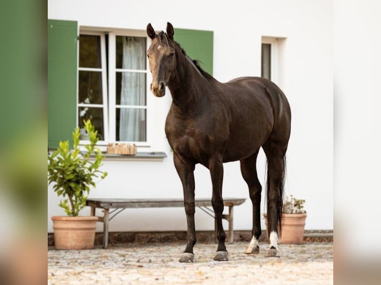 Hannoveraner Stute 3 Jahre 163 cm Rappe in Priestewitz