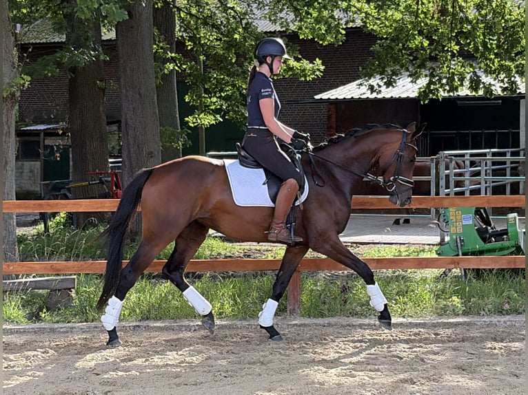 Hannoveraner Stute 3 Jahre 164 cm Brauner in Bispingen