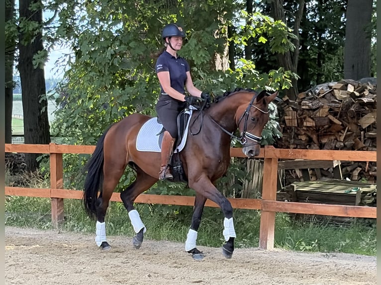 Hannoveraner Stute 3 Jahre 164 cm Brauner in Bispingen