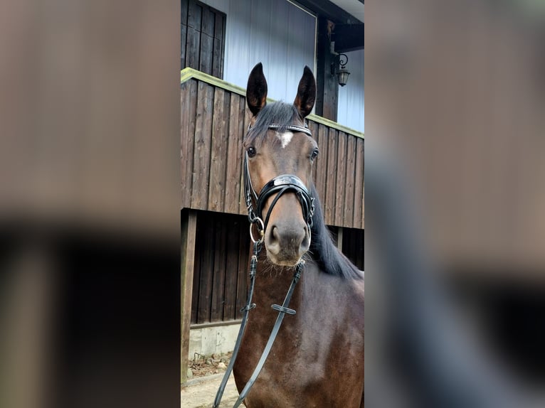 Hannoveraner Stute 3 Jahre 164 cm Dunkelbrauner in Hanstedt